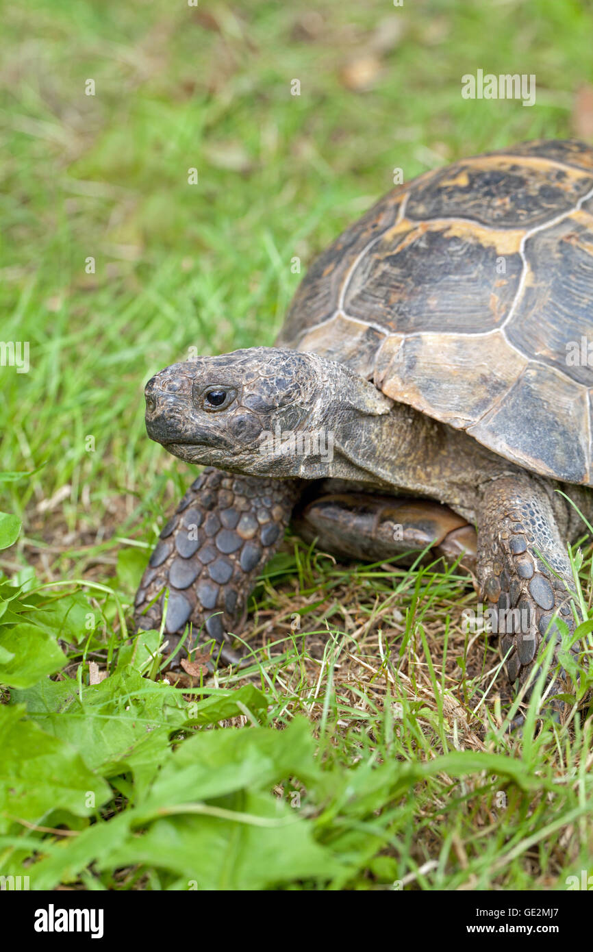 Mediterrane Sporn-thighed Tortoise (Testudo Graeca). Captive Heimtier Auswahl gewählte "Unkraut" Arten, Löwenzahn (Taraxacum Stockfoto