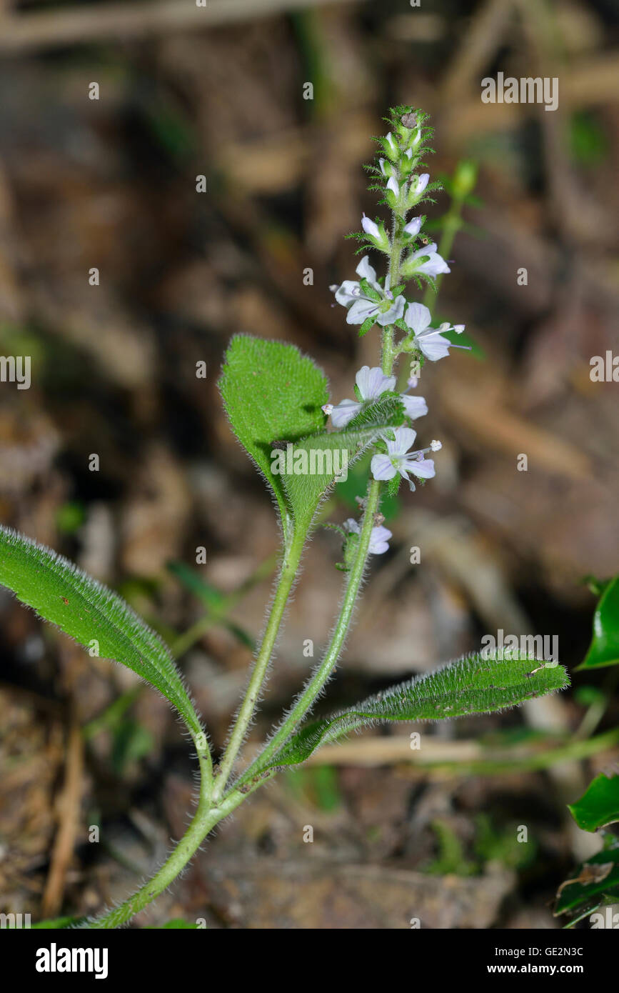 Heide-Ehrenpreis - Veronica Officinalis sauren Wiese Blume Stockfoto