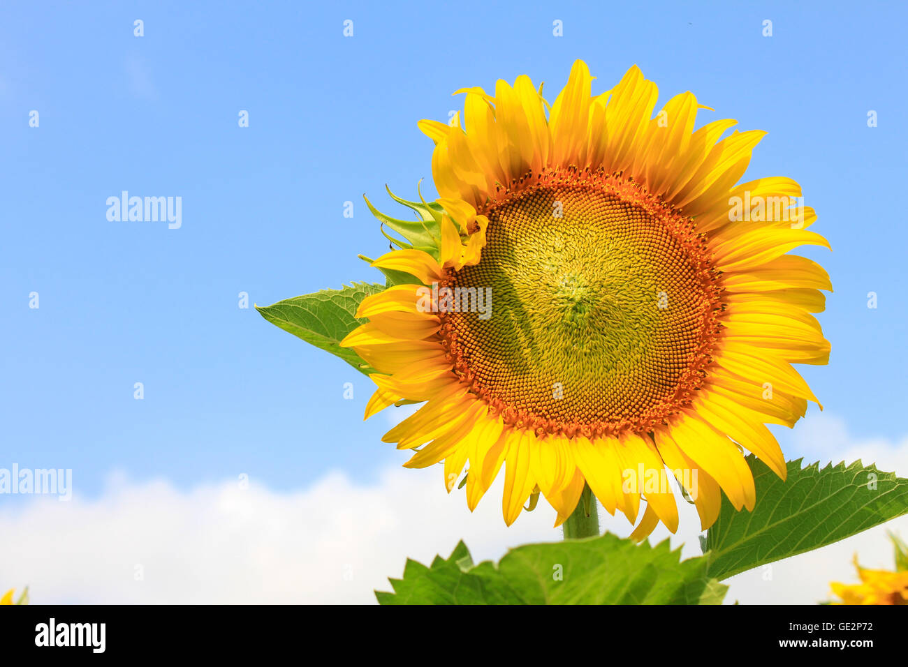 große schöne Sonnenblumen auf Himmelshintergrund blühen Stockfoto