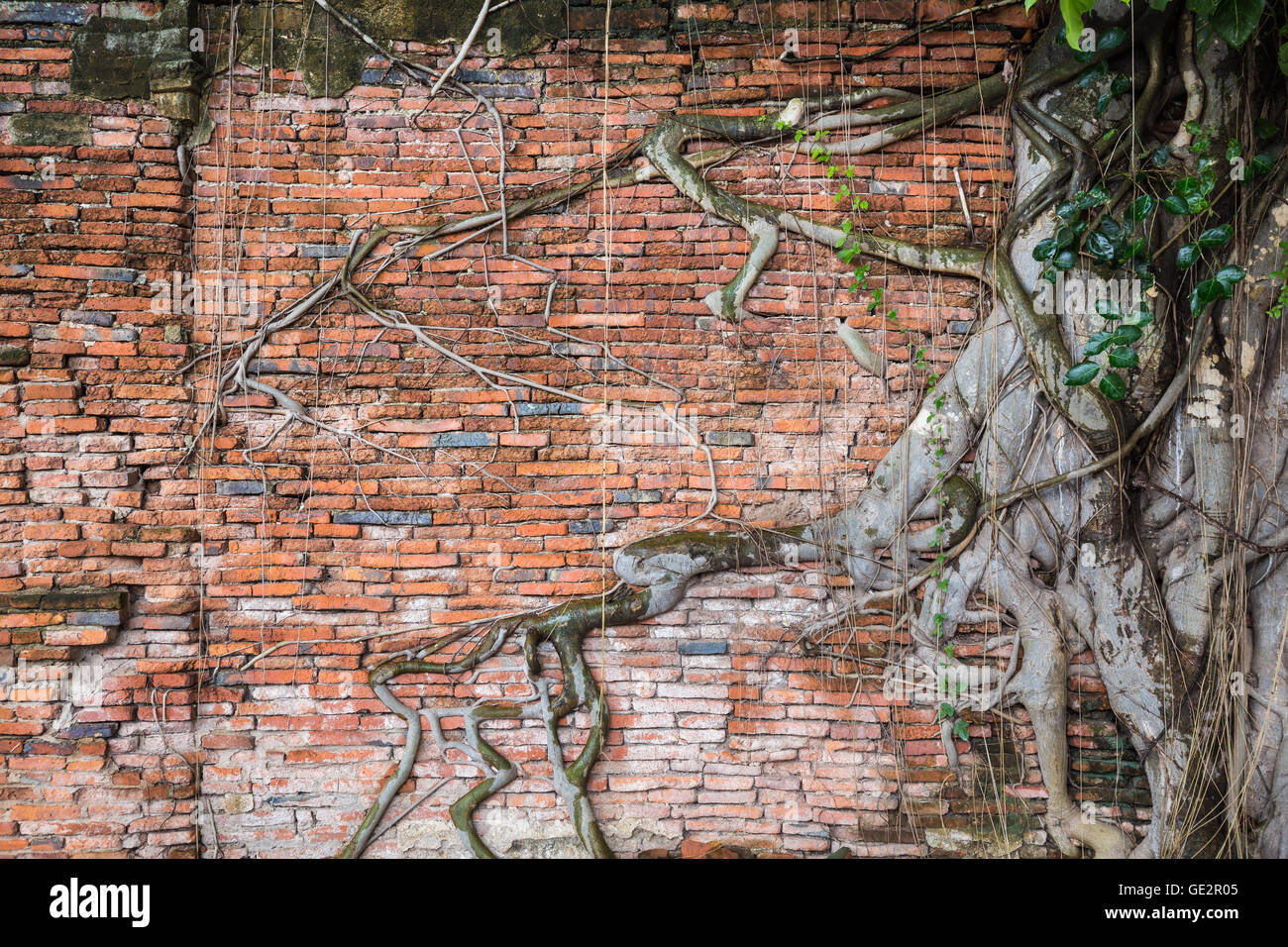 Alte Mauer mit Baum im Wat Mahathat, Ayutthaya, Thailand. Stockfoto