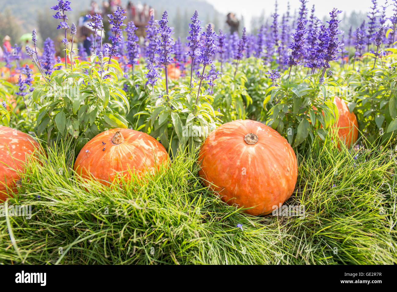 Kürbisse auf Gras- und Lavendel, Jim Thompson Farm in Thailand Stockfoto
