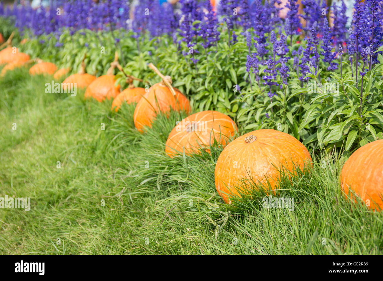 Kürbisse auf Gras- und Lavendel, Jim Thompson Farm in Thailand Stockfoto