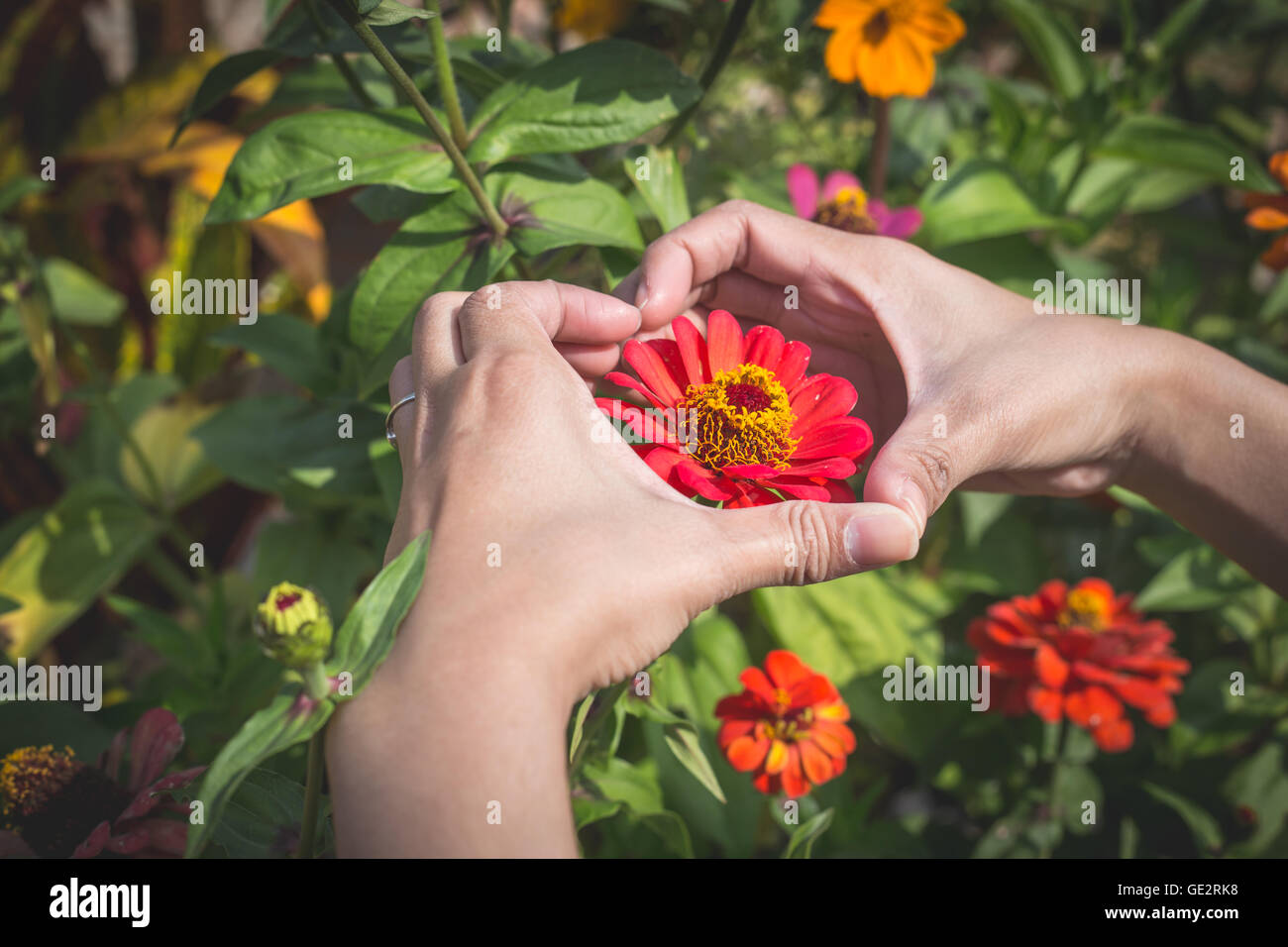 Frau hält Herzform mit roten Blüten. Stockfoto