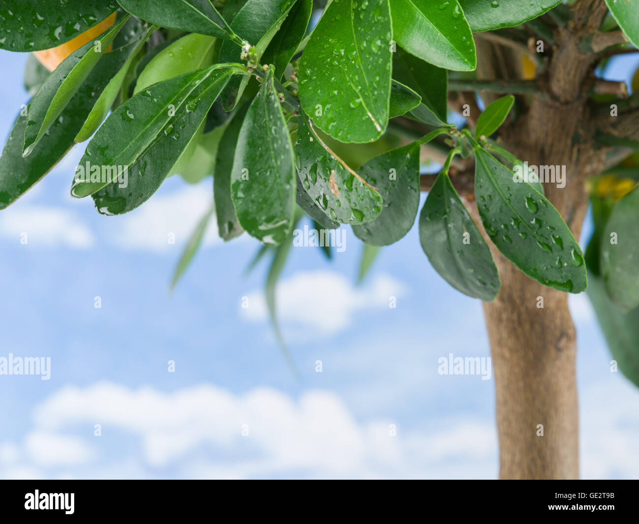 Nassen Zitronenbaum Blätter auf dem Hintergrund des blauen Himmels. Stockfoto