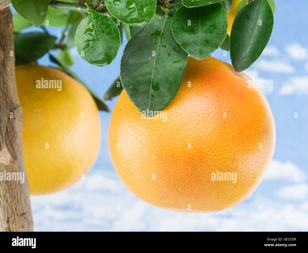 Große Reife Grapefruit auf dem Baum. Blauer Himmelshintergrund. Stockfoto