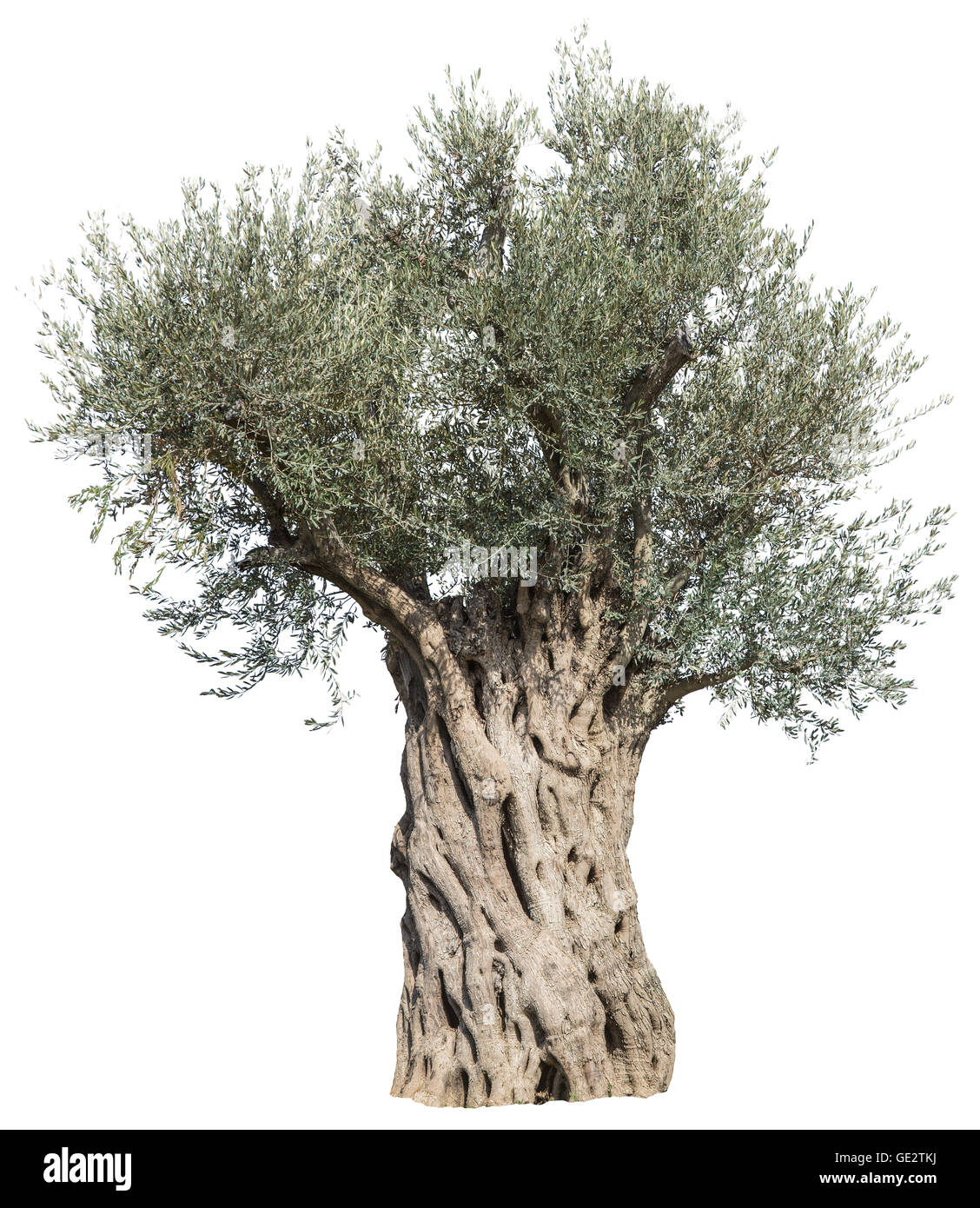 Alter Olivenbaum. Datei enthält Beschneidungspfade. Stockfoto