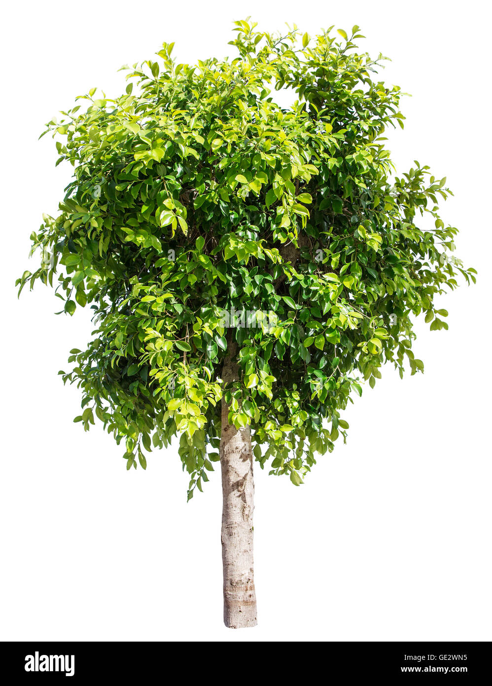 Ficus-Baum. Datei enthält Beschneidungspfade. Stockfoto