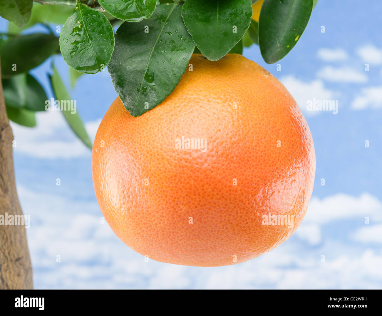 Große Reife Grapefruit auf dem Baum. Blauer Himmelshintergrund. Stockfoto