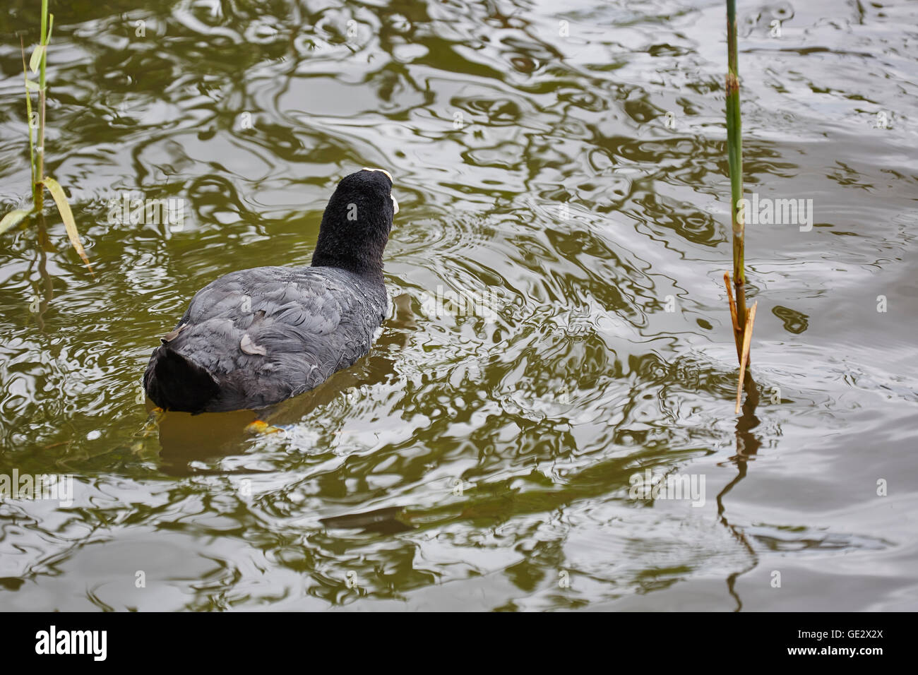 Erwachsenen Blässhuhn, Fulica Atra, Schwimmen, Weg von der Kamera. Stockfoto