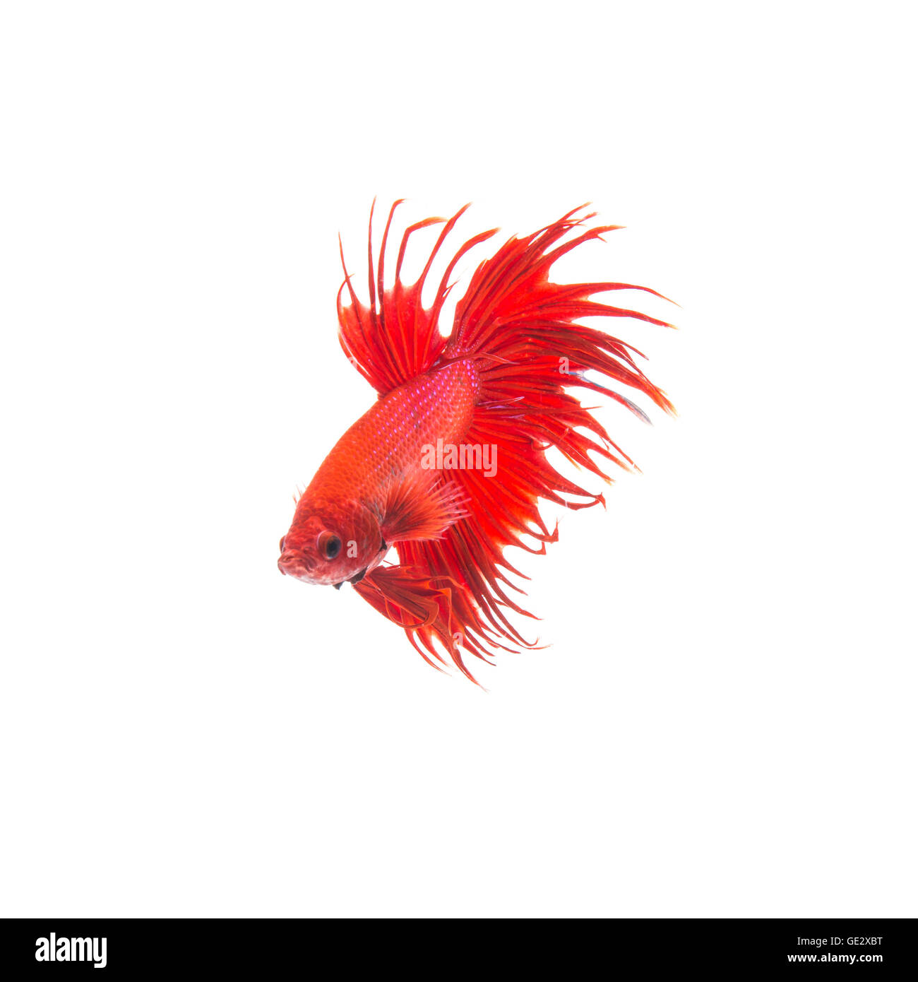 Orange Rot siamesische Kampffische Betta Splendens isoliert auf weißem Hintergrund Stockfoto