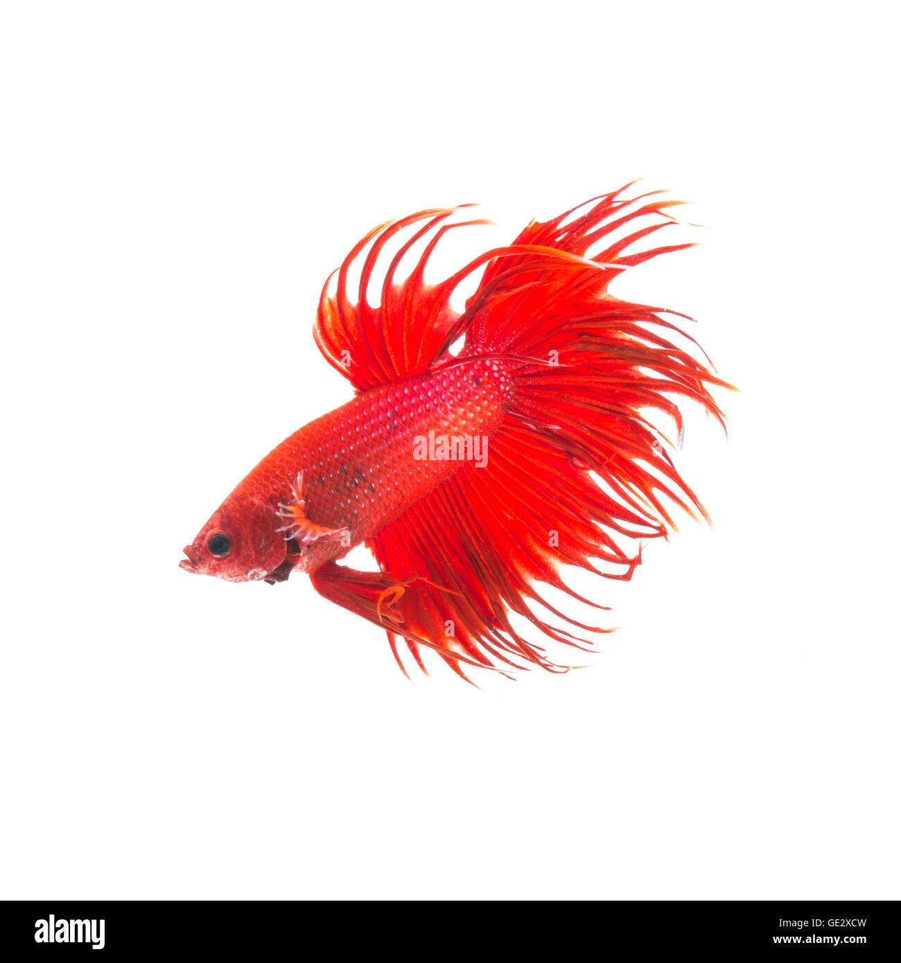 Orange Rot siamesische Kampffische Betta Splendens isoliert auf weißem Hintergrund Stockfoto