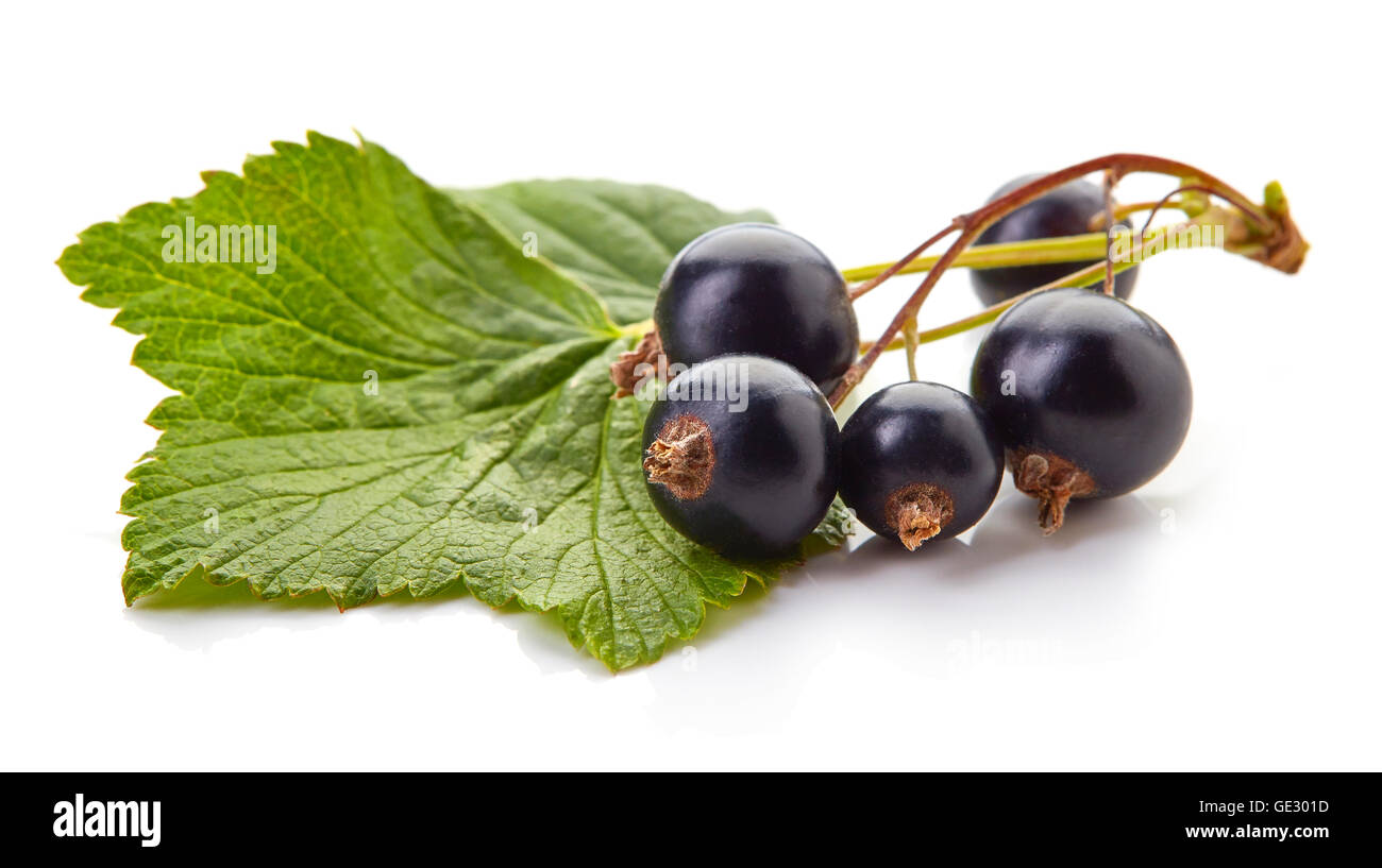 Reife schwarze Johannisbeeren mit Blättern isoliert auf weißem Hintergrund Stockfoto