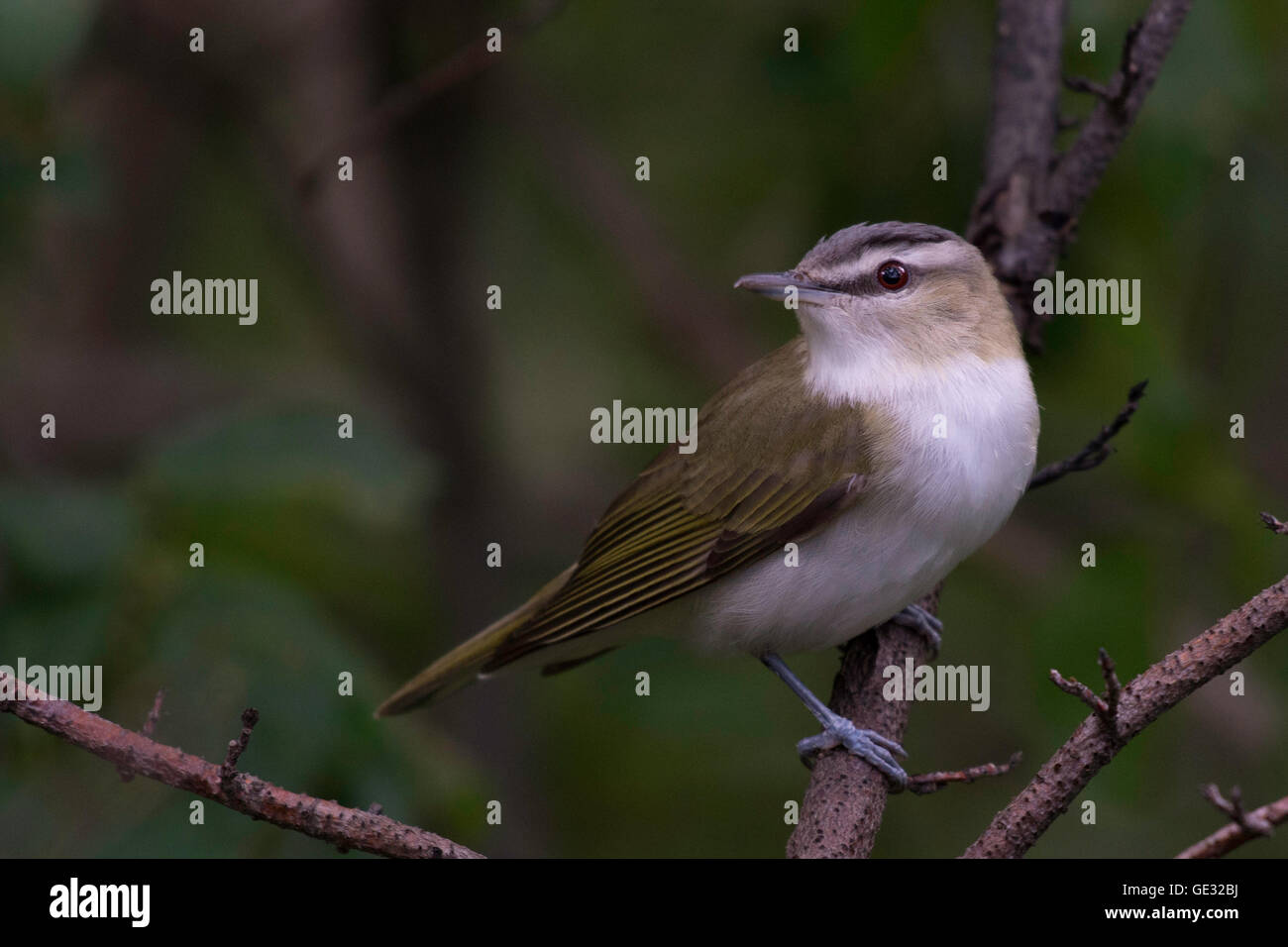 Eine Red Eyed Vireo auf einem Ast. Stockfoto