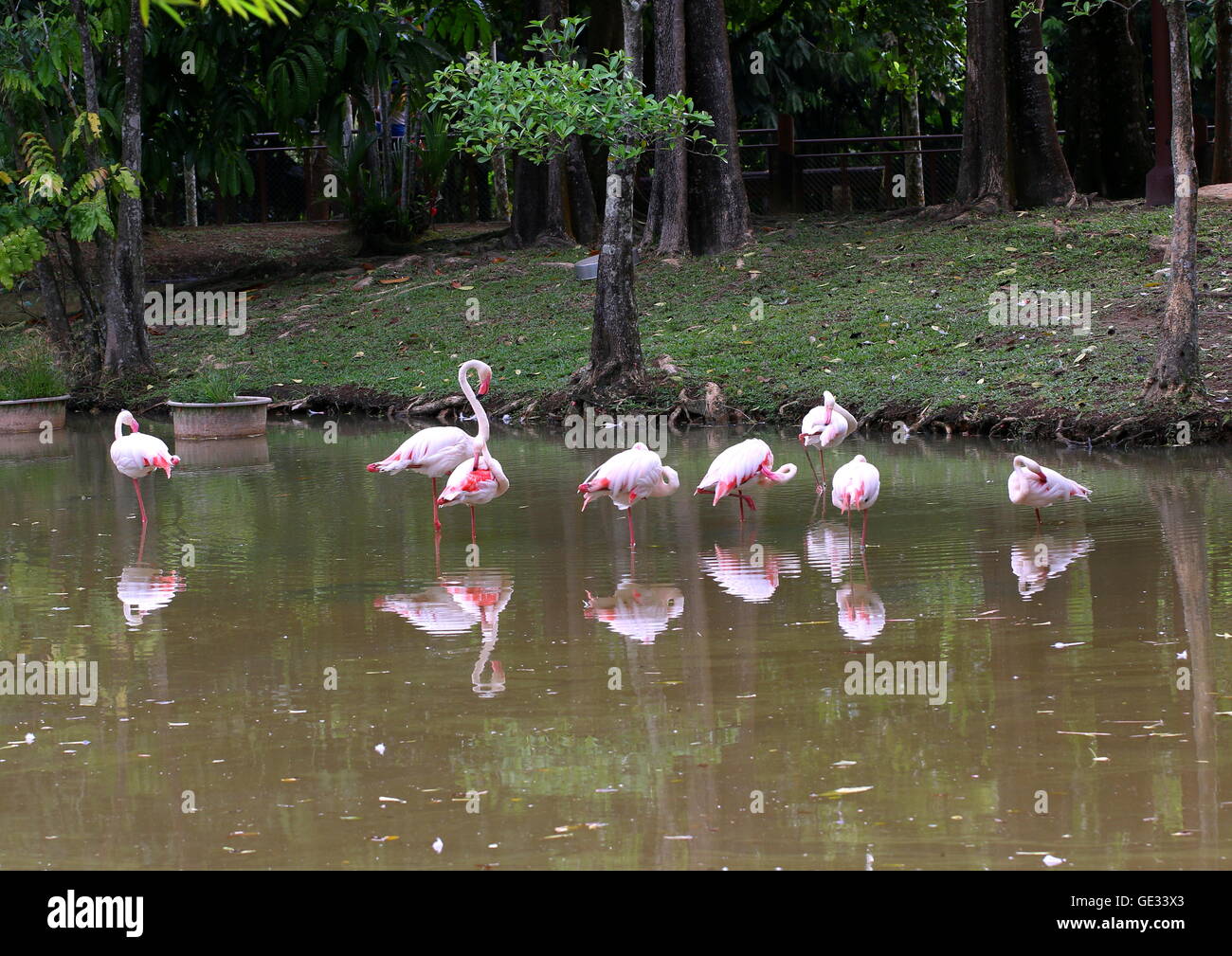 Herde von Flamingos in einem See in einem öffentlichen Park. Stockfoto