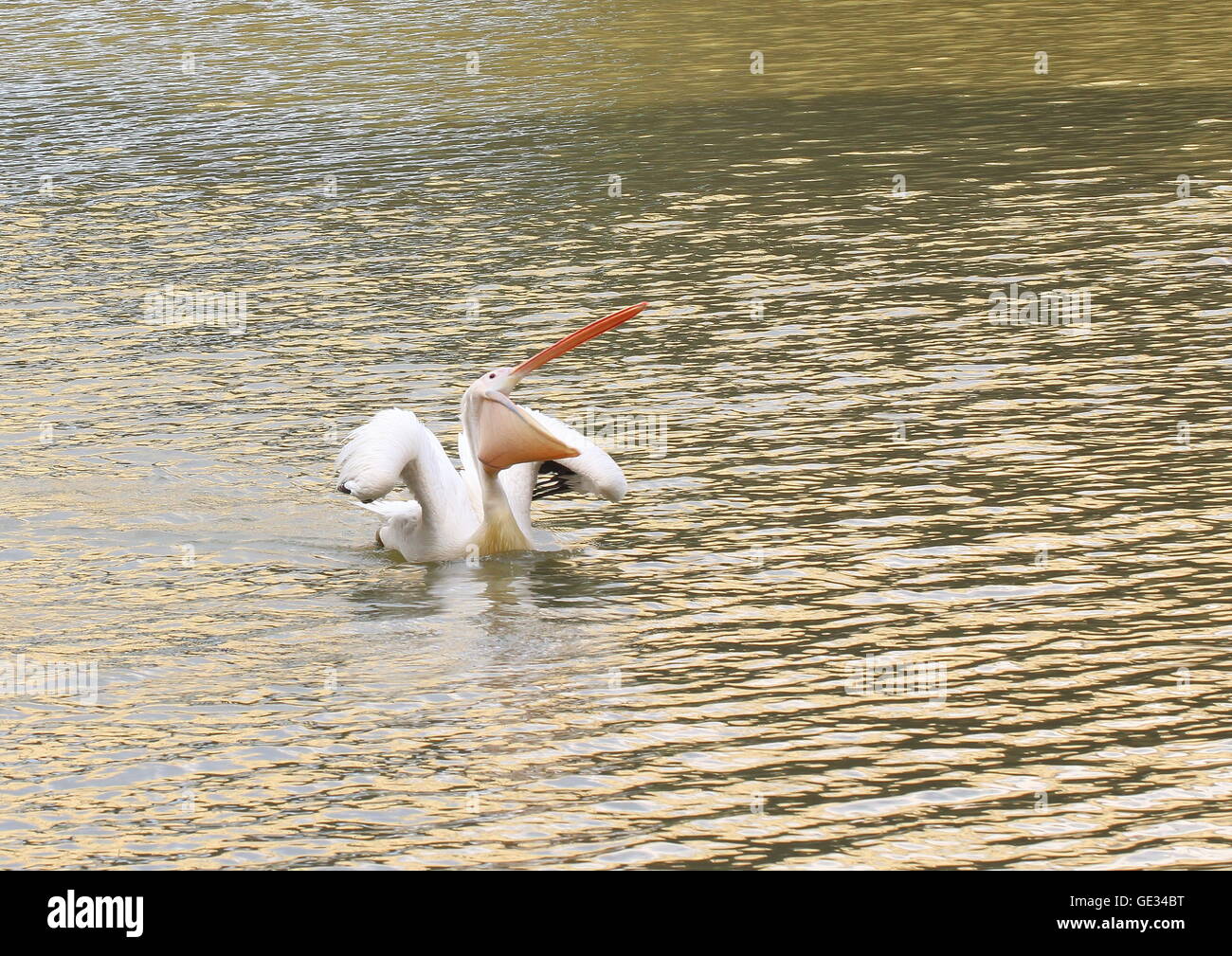 Hungriger Pelikan mit Mund weit geöffnet, zeigt seinen Kehlsack. Stockfoto