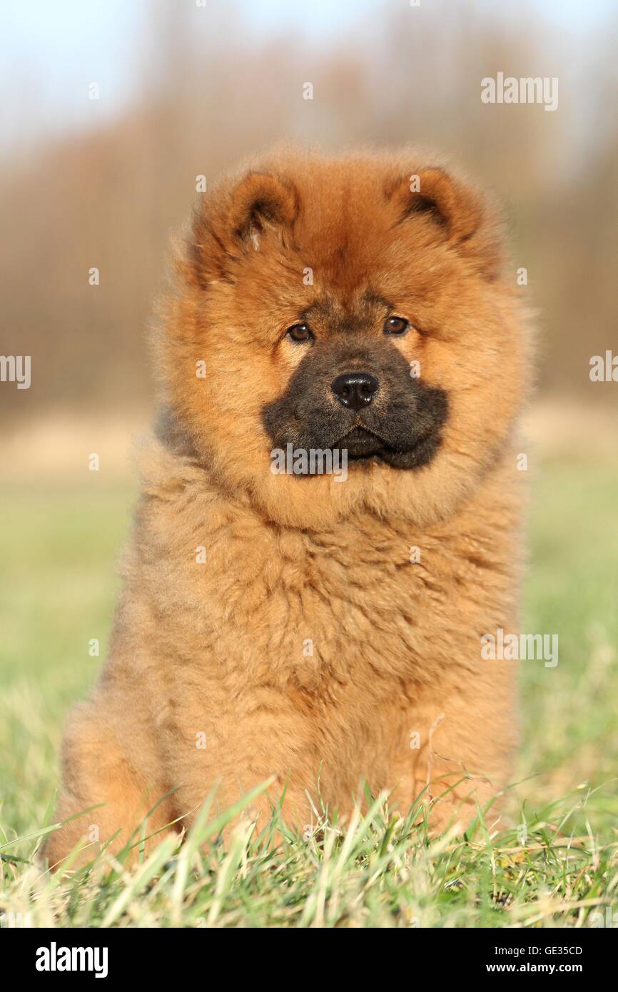 Chow Chow Welpen im Herbst Stockfotografie - Alamy