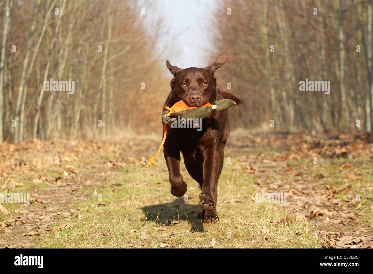 Labrador Retriever ruft dymmy Stockfoto