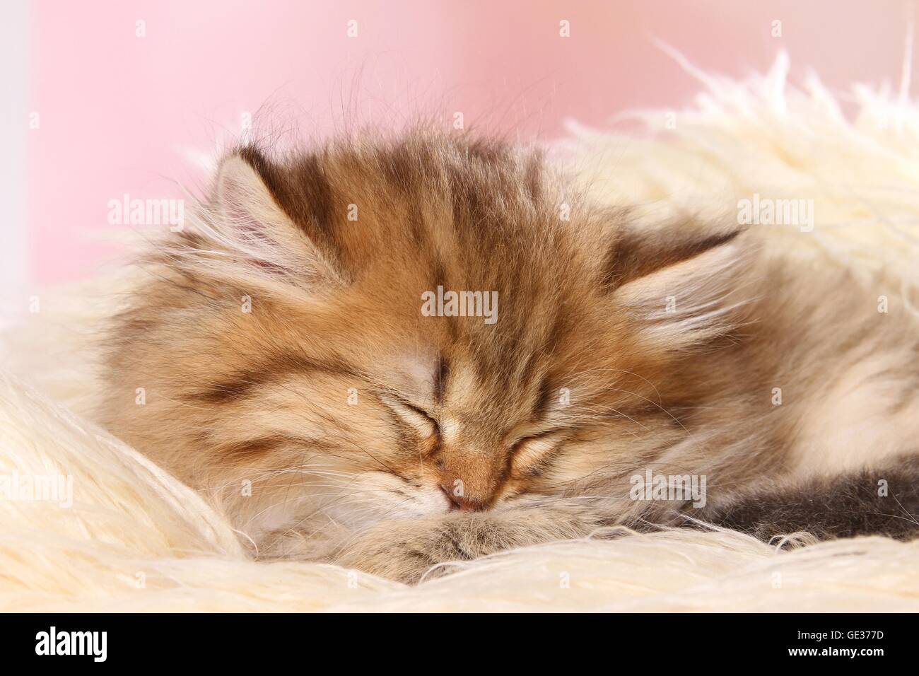Highlander Kitten schlafen Stockfoto