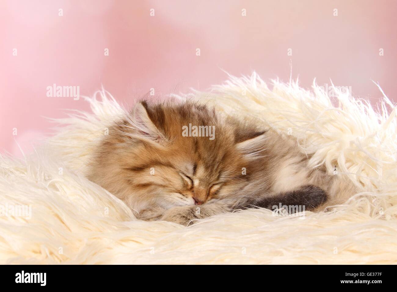 Highlander Kitten schlafen Stockfoto