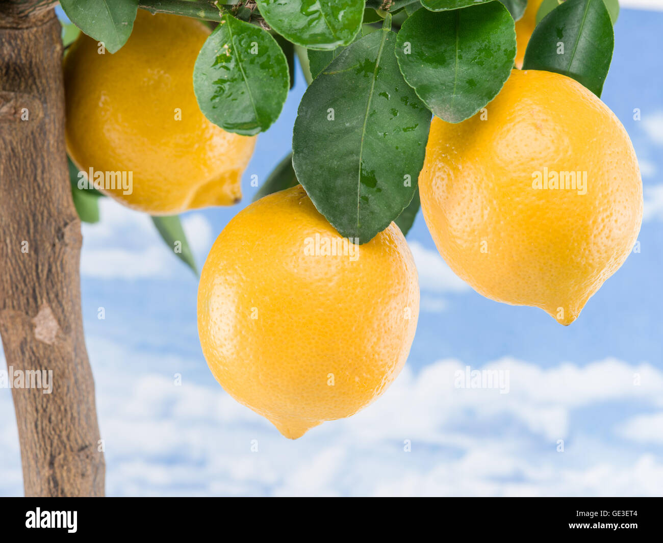 Reife Zitrone Frucht am Baum. Blauer Himmelshintergrund. Stockfoto