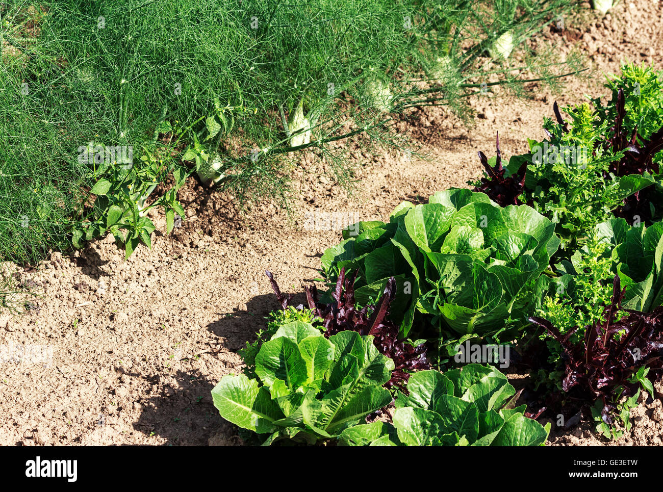 Salat und Fenchel Pflanzen im Hochsommer Stockfoto