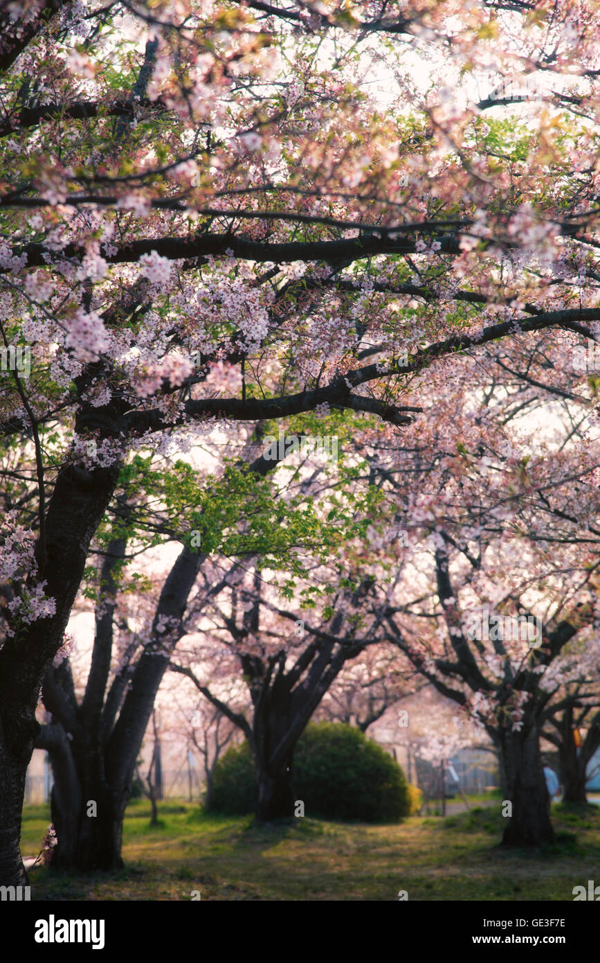 Kirschblüten am Shibata, Niigata Stockfoto