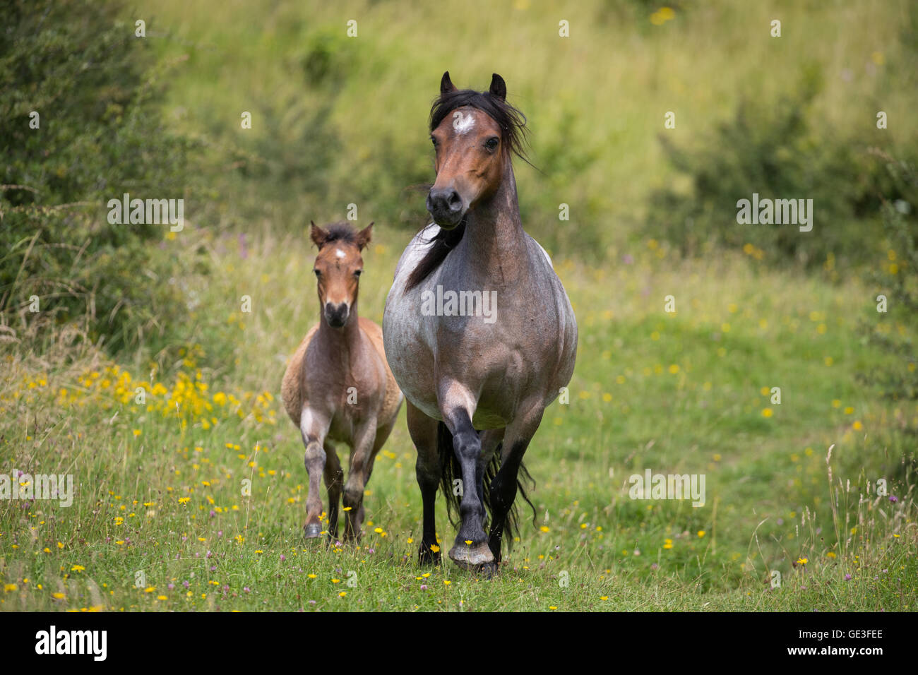 Welsh Mountain Ponys, eine Mutter und Fohlen, läuft frei im Daneway Banks Naturreservat in der Nähe von Sapperton in Gloucestershire, England Stockfoto