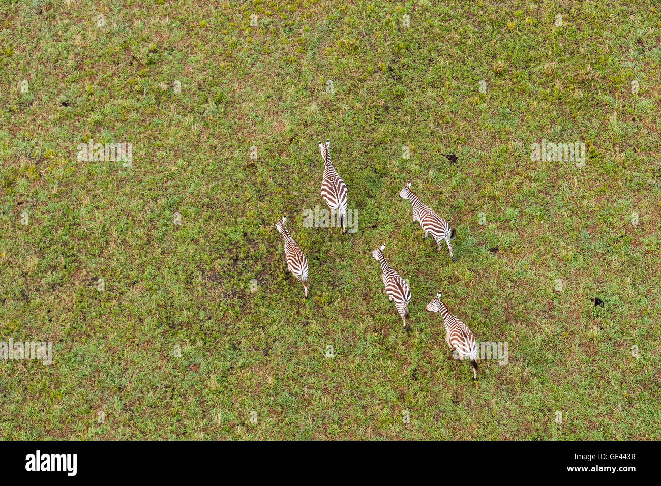 Masai Mara, Kenia. Kleine Herde Zebras aus der Luft betrachtet. Stockfoto