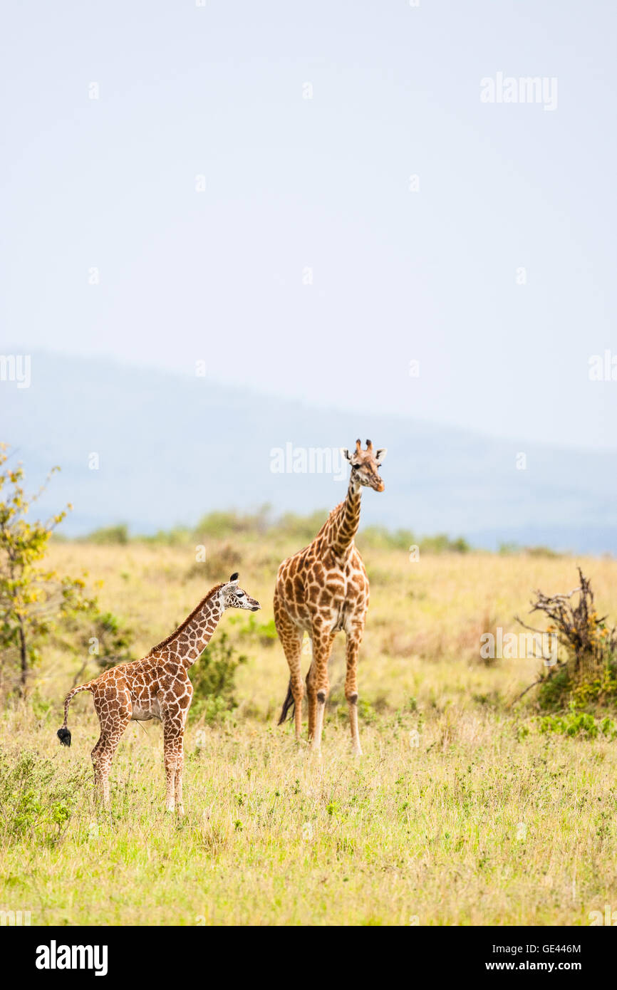 Masai Mara, Kenia. Eine junge Giraffe (Giraffa Plancius Tippelskirchi) steht vor seiner Mutter. Stockfoto