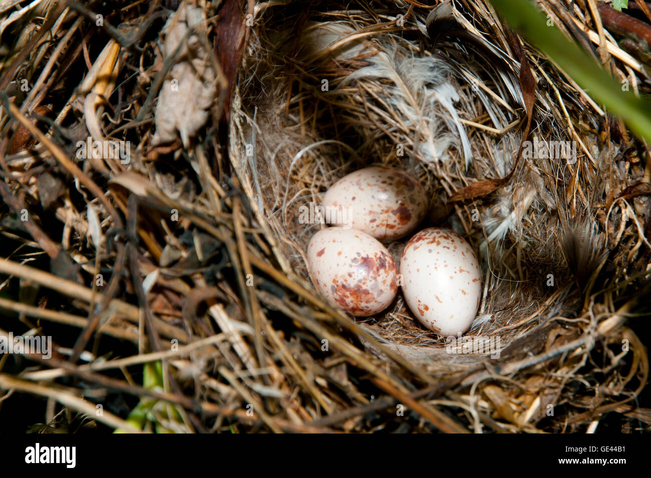 Eiern im Vogelnest Stockfoto