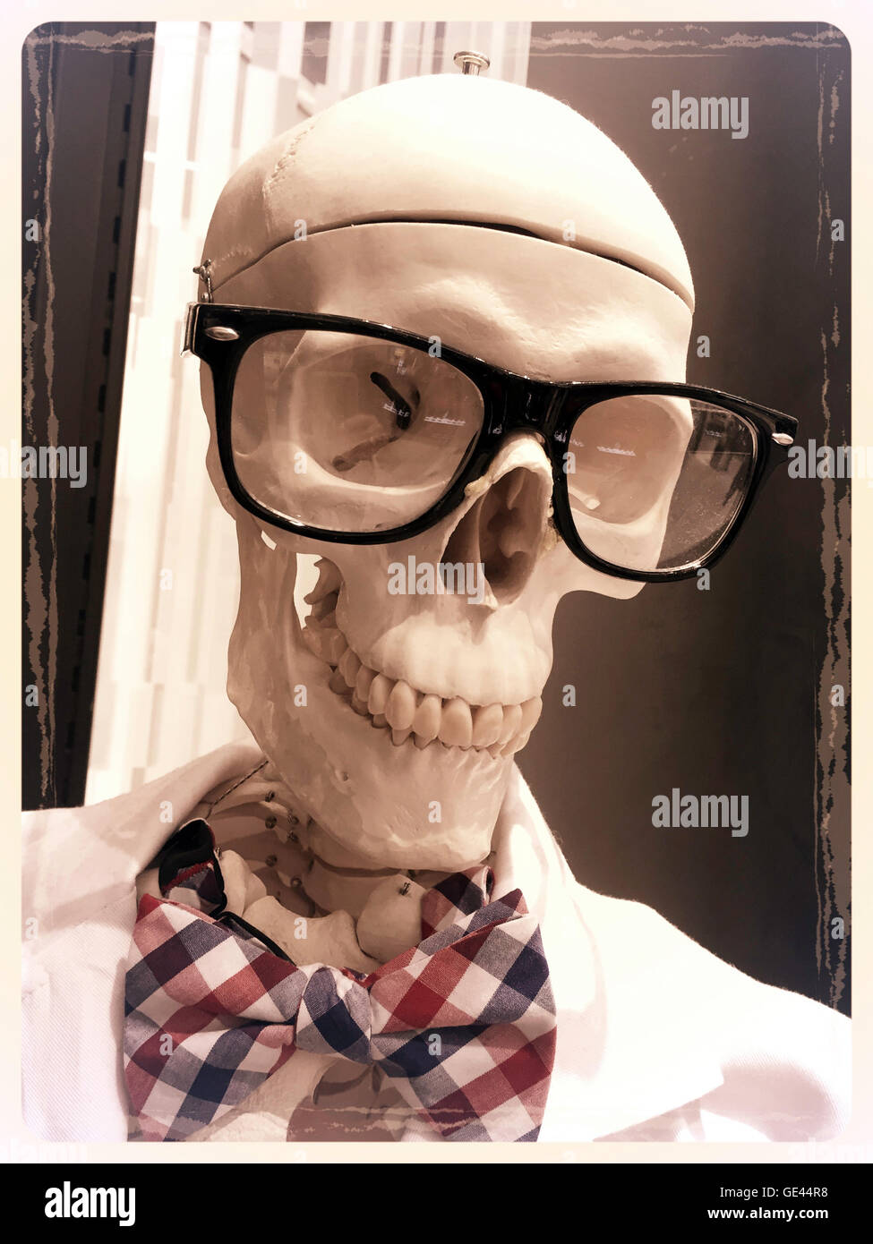 Schädel mit Brille und Fliege--Kiehl Anzeige bei Macy's, NYC Stockfoto