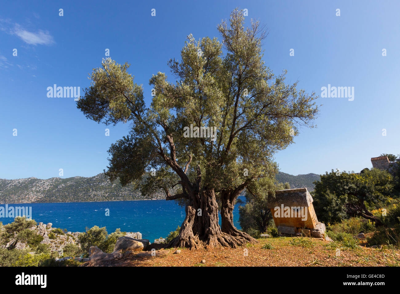 Alter Olivenbaum und Lykische Sarkophag entlang der Mittelmeerküste der Türkei. Stockfoto