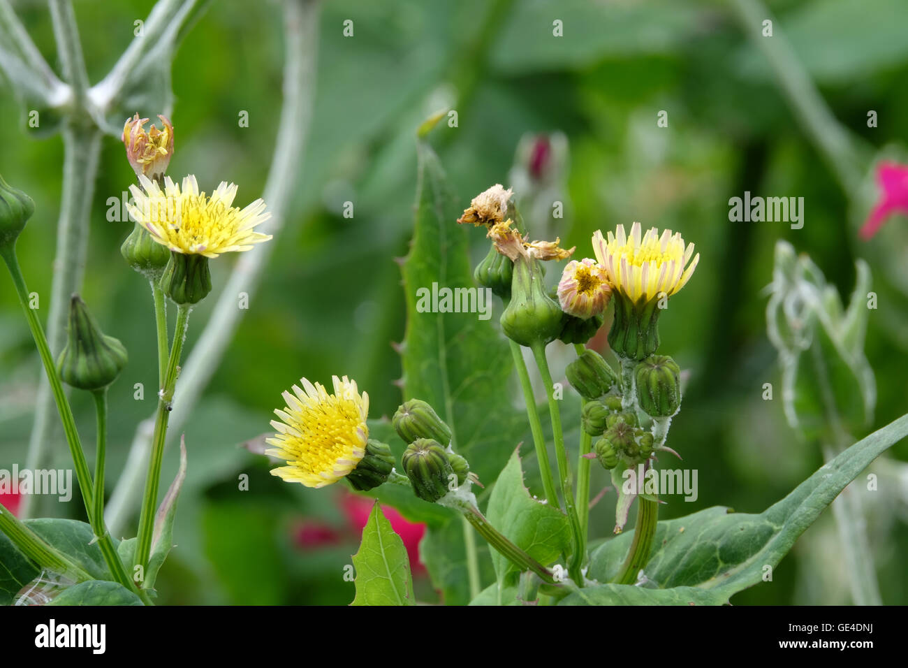 Stachelige Sow Thistle Blumen im Sommer Stockfoto
