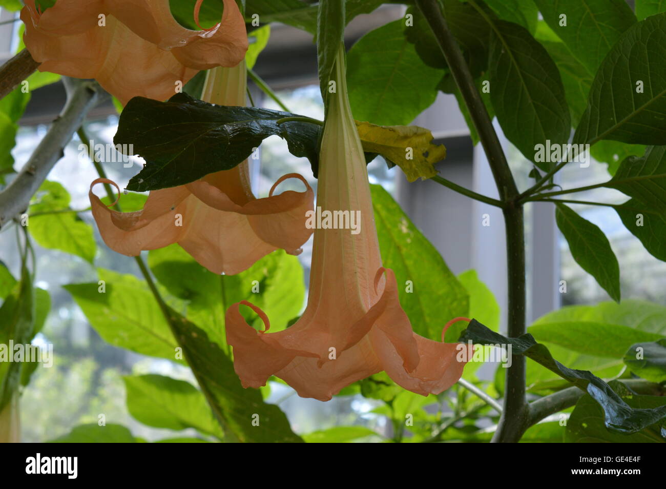 Brugmansia Aurea (goldene Engelstrompete) Stockfoto