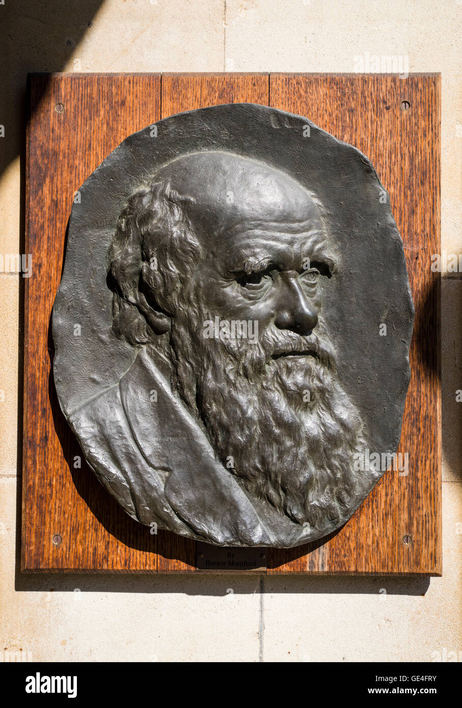 Eine Gedenktafel in der Büste des berühmten Naturforscher und Biologe Charles Darwin auf dem Display an Christi College in Cambridge geformt Stockfoto