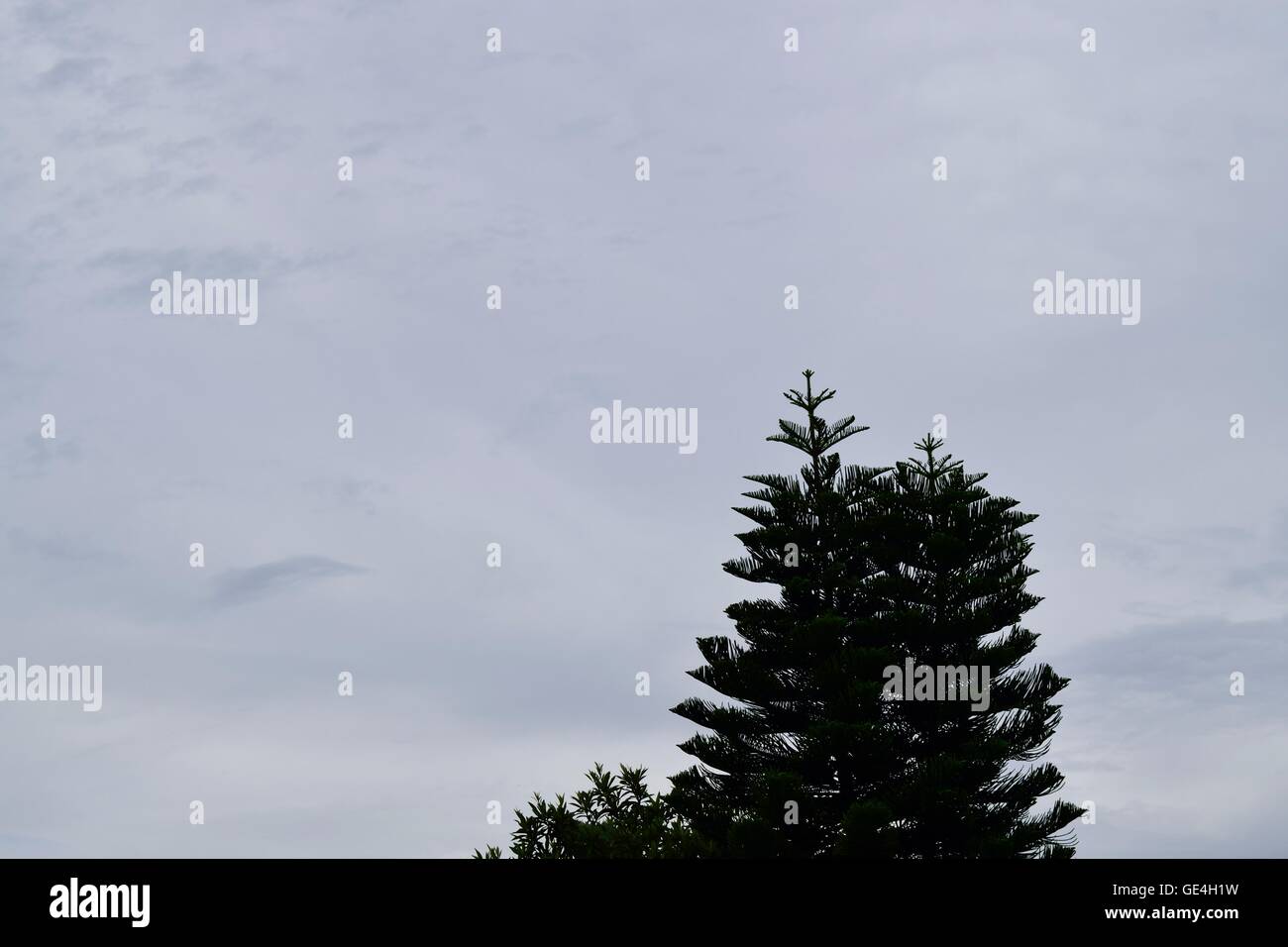 Ein immergrüner Baum mit bewölkten Hintergrund in Hudson, Florida. Stockfoto