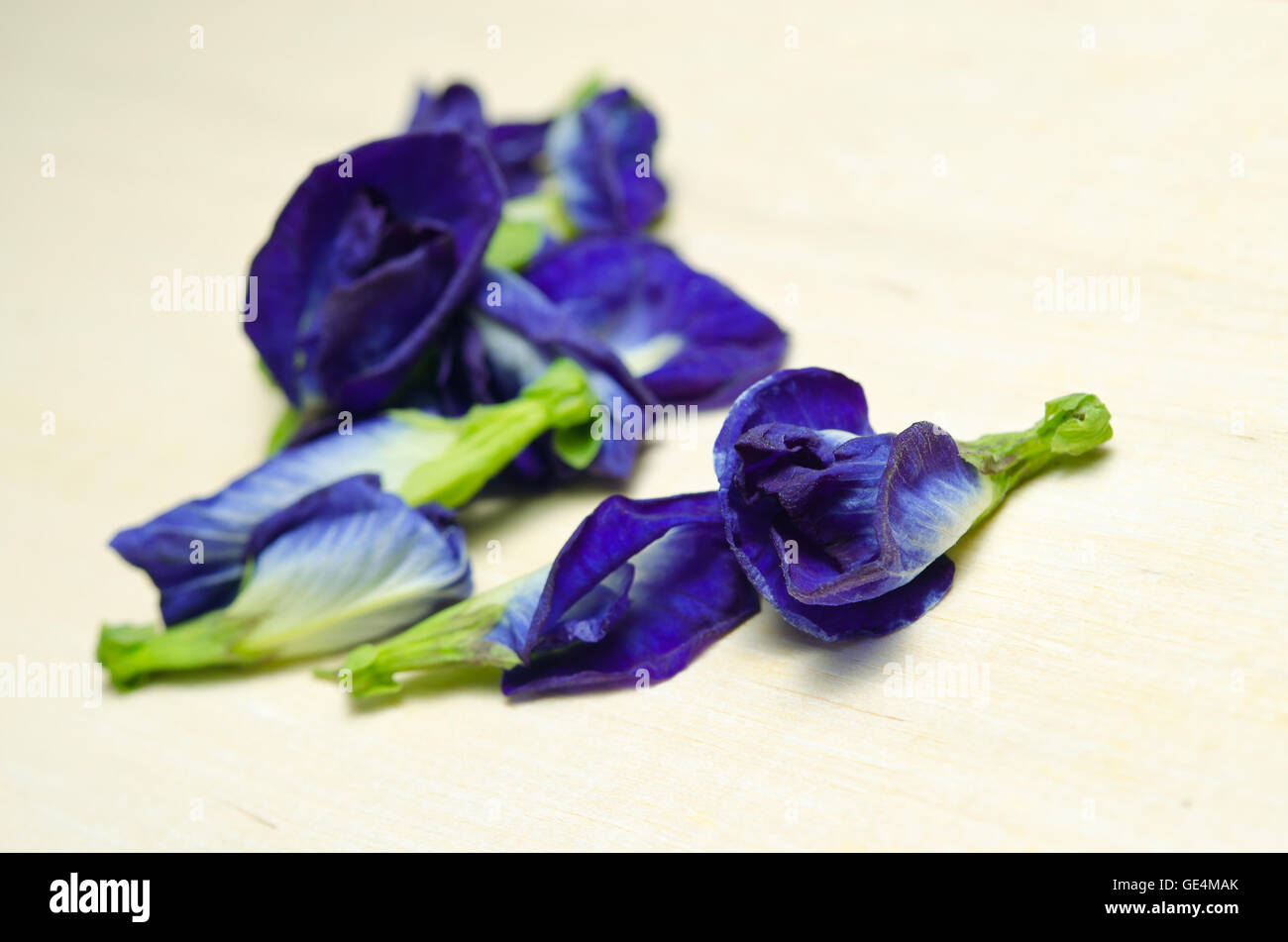 Schmetterlings-Erbse oder blauen Erbse Blumen (Wissenschaft Name Clitoria Ternatea L., andere Namen sind Orchideen-Station, Orchid Travel) isoliert auf Stockfoto