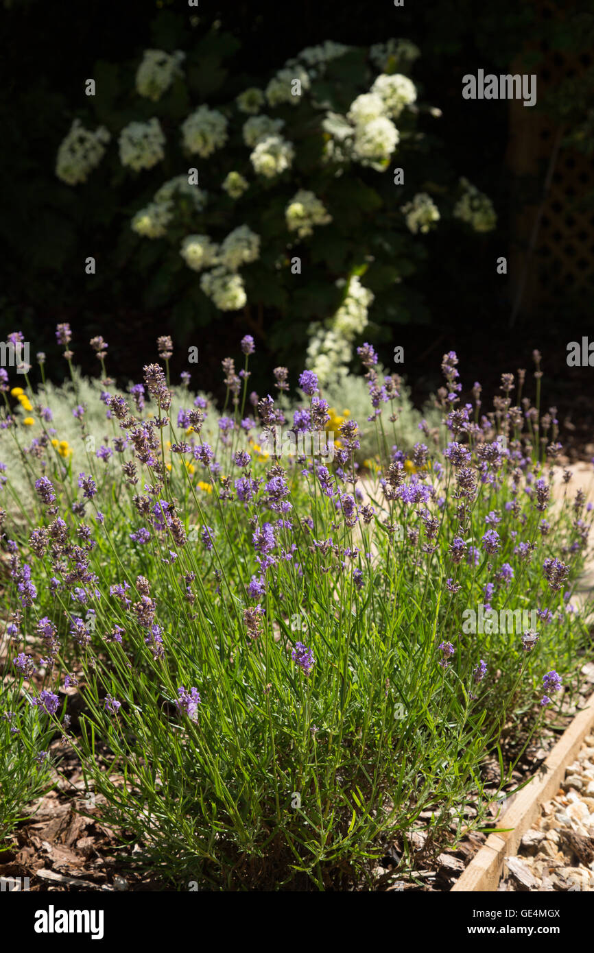 Lavendel wächst entlang eines Pfads mit Hydrangea Quercifolia, Oakleaf Hortensie hinter teilweise Schatten. Stockfoto