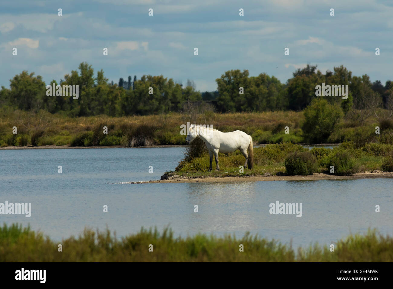 Wildes Pferd, Camargue Stockfoto