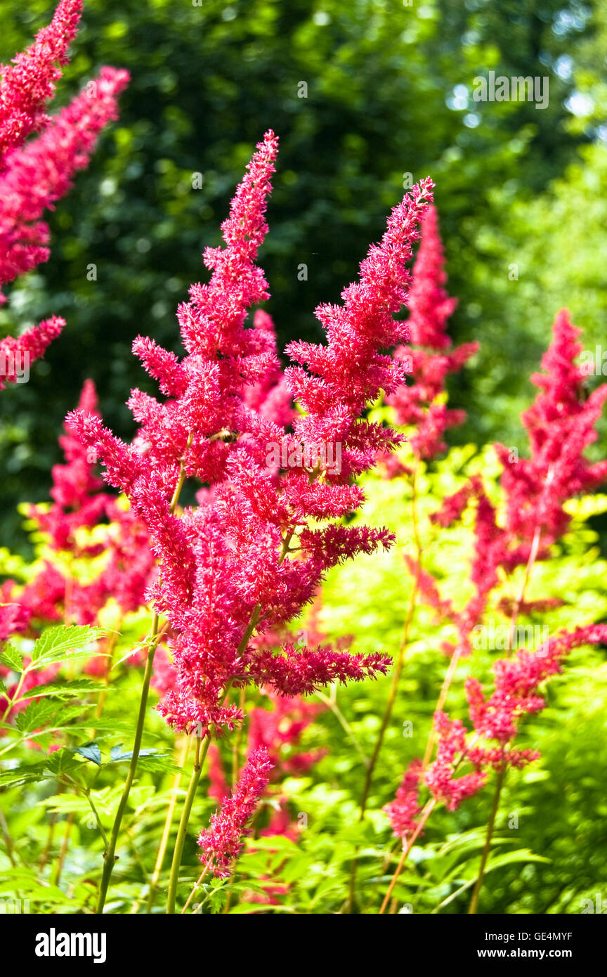 Blüte der Astilbe im Blumengarten Stockfoto