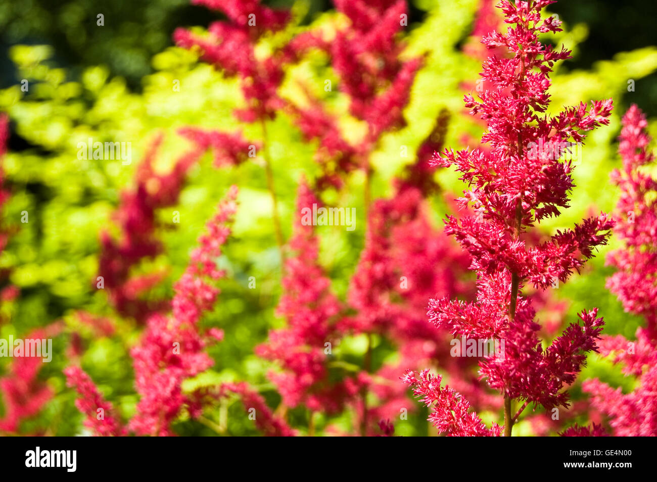 Rote Astilbe Blumen blühen. Stockfoto