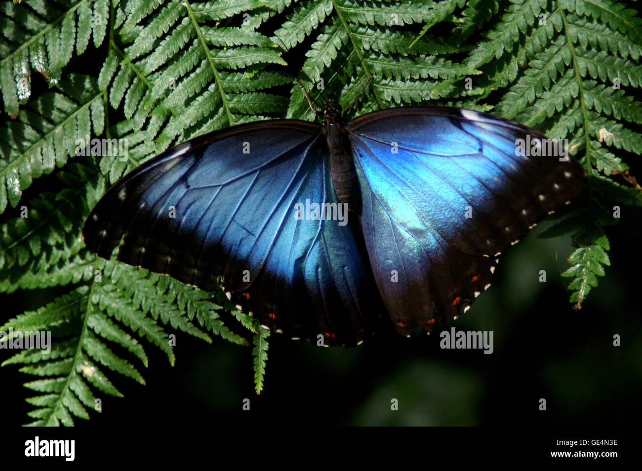 Blue Morpho (Papilio Menelaos Linnaeus) Schmetterling – Montreal Insektarium, Quebec-Kanada. Stockfoto