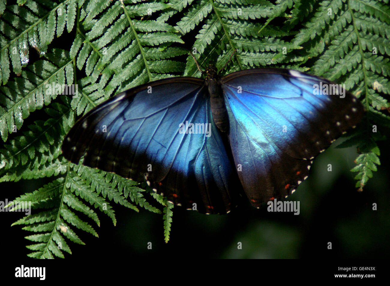 Blue Morpho (Papilio Menelaos Linnaeus) Schmetterling – Montreal Insektarium, Quebec-Kanada. Stockfoto