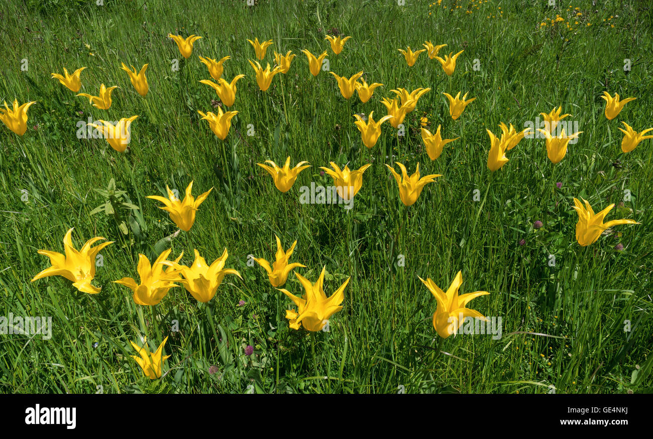 Gelbe Lilie blühenden Tulpen Stockfoto