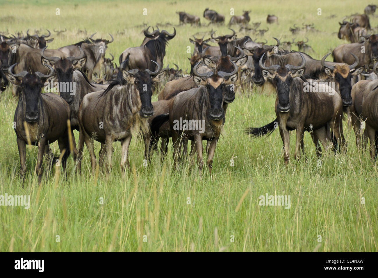 Migrieren von Gnus, Masai Mara, Kenia Stockfoto