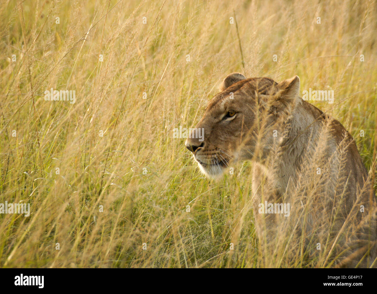 Porträt der weiblichen afrikanischen Löwen in langen Rasen, Masai Mara, Kenia Stockfoto