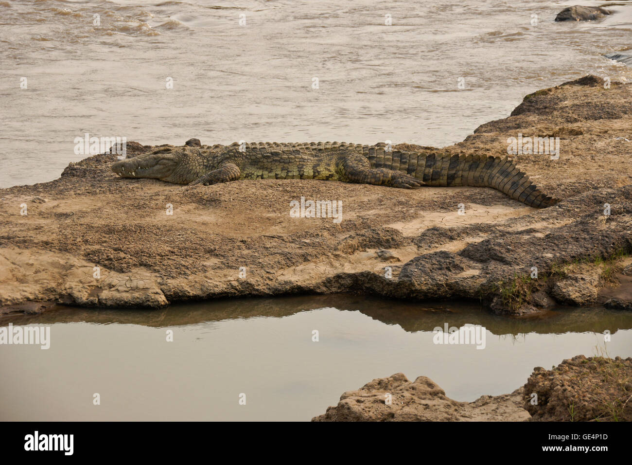 Nil-Krokodil sonnte sich am Ufer des Mara Flusses, Masai Mara, Kenia Stockfoto