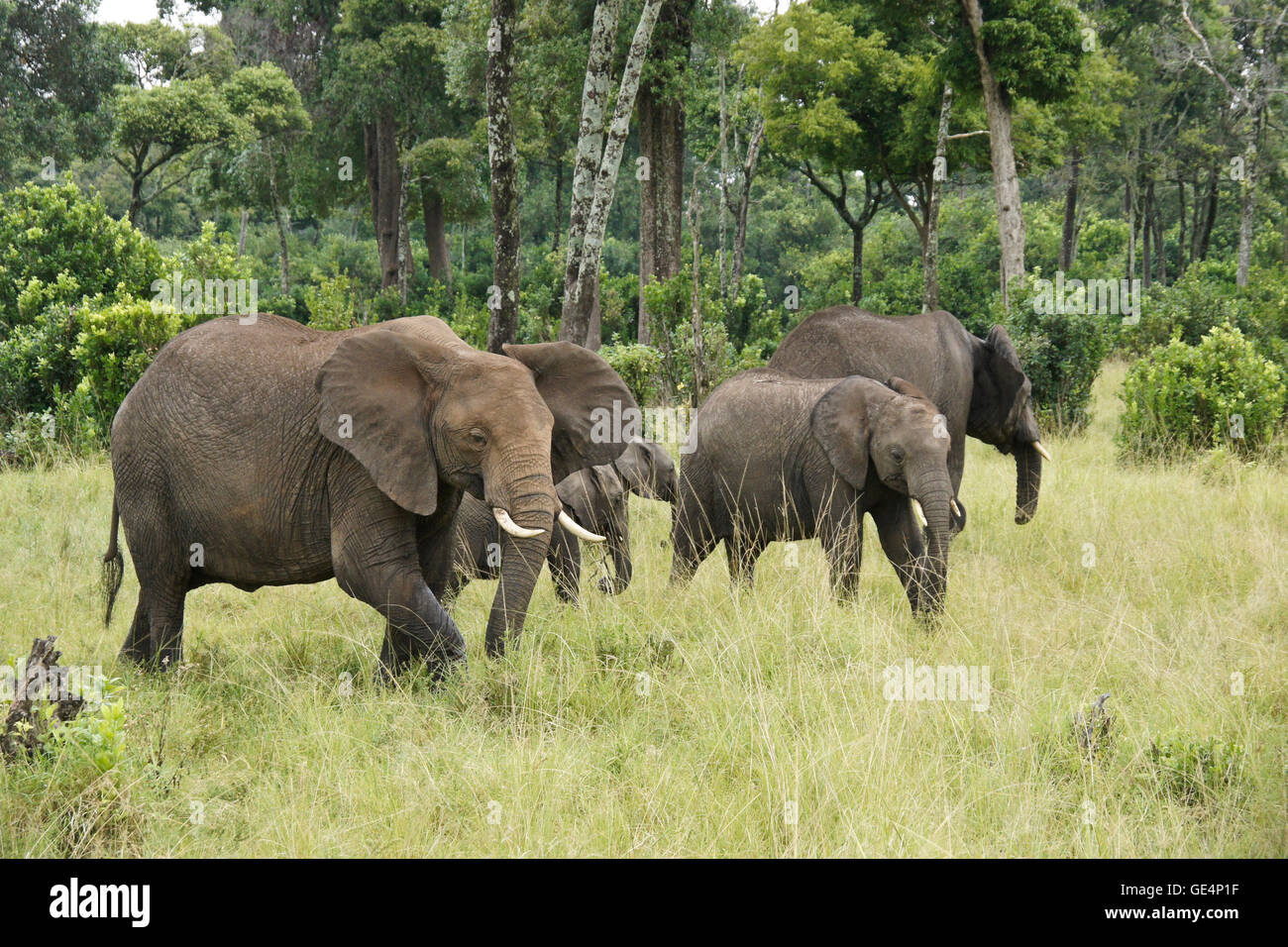 Gruppe von Elefanten in Wald, Masai Mara, Kenia Stockfoto