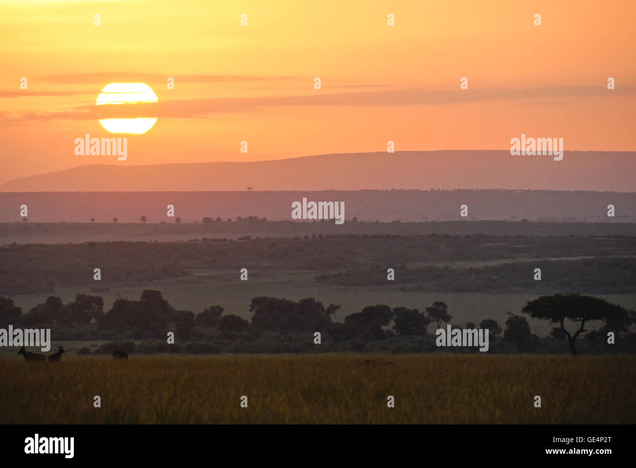 Sonnenaufgang über die Masai Mara, Kenia Stockfoto