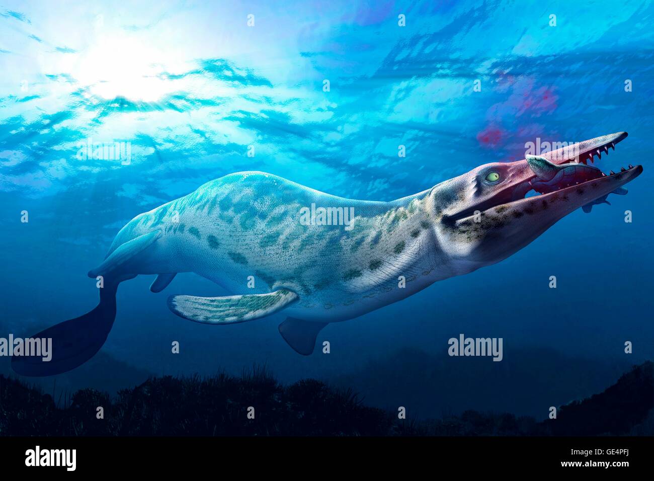 Der Mosasaurus ist eine ausgestorbene marine Reptil, das vor 70 Millionen Jahren lebte. Es hatte einen langen, tonnenförmig Körper, Paddel-wie Flossen und einen großen schweren Schädel. Sie wuchs über 15 Meter lang und wog etwa 15 Tonnen. In diesem Bild ist die Kreatur mit einigen Beute, eine Schildkröte gesehen. Stockfoto